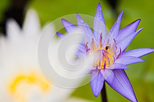 A violet lotus with yellow carpel in green blur leaf back ground and blur white lotus in frontgrond