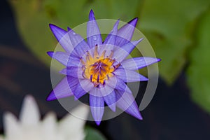 A violet lotus with yellow carpel in green blur leaf back ground and blur white lotus in frontgrond