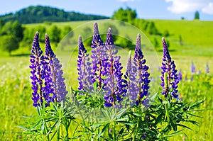 Violet lupine