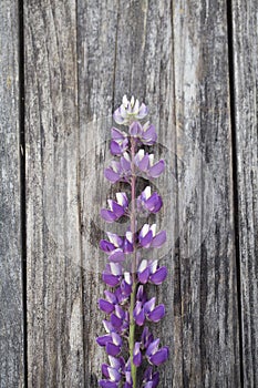 Violet lupine flowers on old wooden background