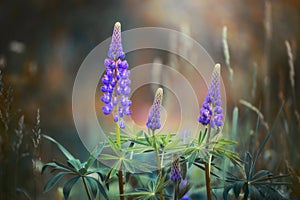 Violet Lupines in meadow