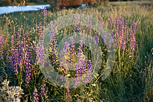 Violet lupines on meadow in evening