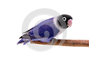 Violet masked lovebird