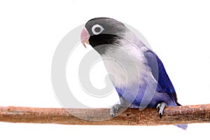 Violet masked lovebird