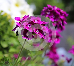 A violet meadow flower