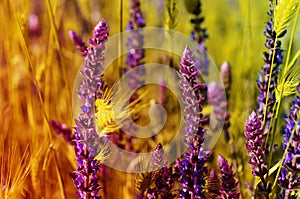 Violet meadow flower