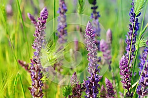 Violet meadow flower