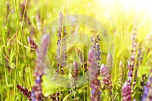 Violet meadow flower