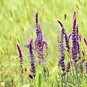 Violet meadow flower
