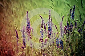 Violet meadow flower