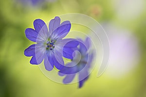 Violet meadow flower close-up