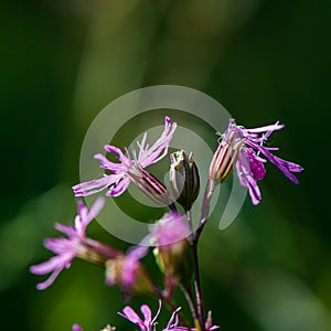 Violet meadow flowers