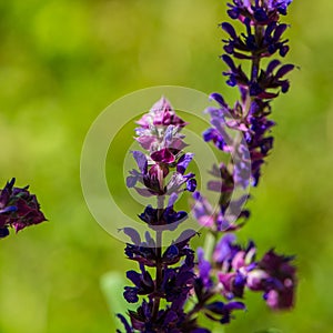 Violet meadow flowers