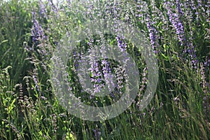 Violet meadow herb in fresh summer breeze