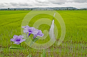 Violet  minnieroot flowers with green rice field