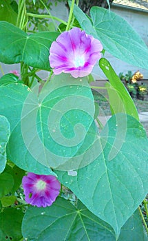 Violet Morning Glory flowers with green leaves