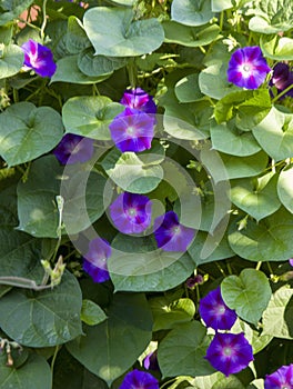 Violet morning glory. Weaving flowers. Beautiful natural background of flowers and large leaves