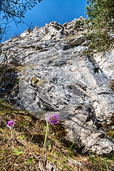 Pod skalou kvitne fialový horský kvet. Cerenova skala, Slovensko