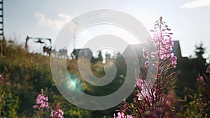 Violet mountain flower in slow motion waving in wind against hill, blue sky and sun. Sun rays make their way through flowers in fi