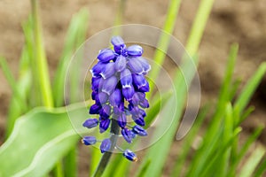 Violet Muscari flower on the background of grass in spring
