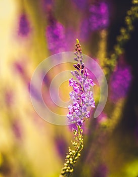 Violet narrow tall flowers on green meadow in summmer time in pa