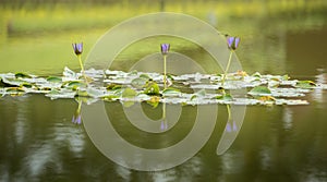 Violet Nymphaea lotus flowers reflection on the water