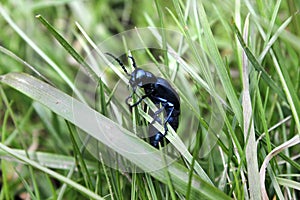Violet oil beetle Meloe violaceus