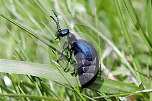 Violet oil beetle Meloe violaceus