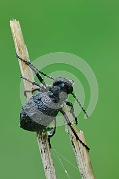 Violet oil beetle after rain.