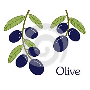 Violet olive