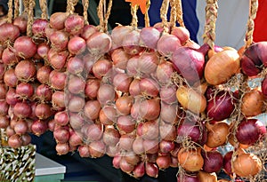 Violet onion hanging in a row