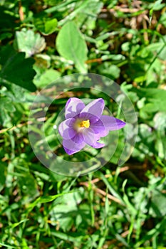 Violet and orange flower close-up on green leaves background. Crocus Nudiflorus Autumn flowering. photo