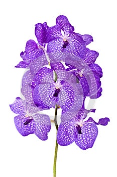 Violet orchid