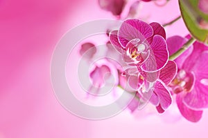 Violet orchid closed up on artistic pink background