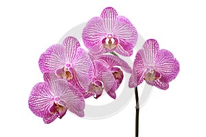 Violet orchid closed up isolated on white