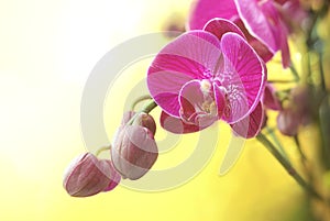 Violet orchid closed up isolated on yellow