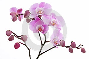 Violet orchid flower photo