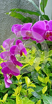 Violet Orchid flower grow up on green tropical foliage