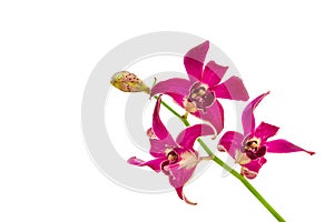 Violet orchid flower isolated on white background  with clipping path