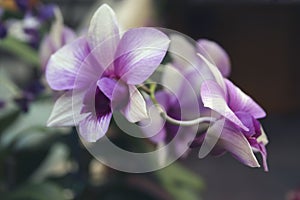 Violet Orchid flowers