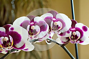 Violet orchid flowers