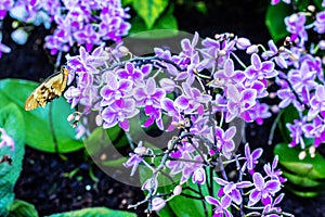 Violet orchid flowers blossom natural background