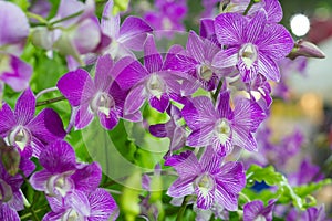 Violet Orchid Flowers in the garden