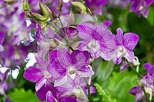 Violet Orchid Flowers in the garden