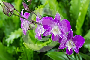 Violet Orchid Flowers in the garden