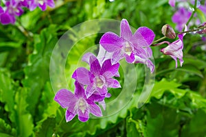 Violet Orchid Flowers in the garden