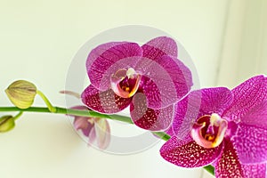 Violet Orchid Flowers Isolated on White Background