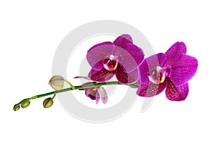 Violet Orchid Flowers Isolated on White Background