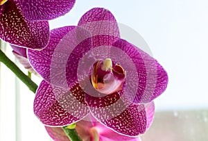 Violet Orchid Flowers Isolated on White Background