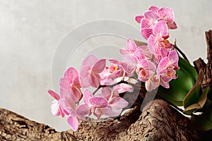 Violet orchid on an old wooden snag